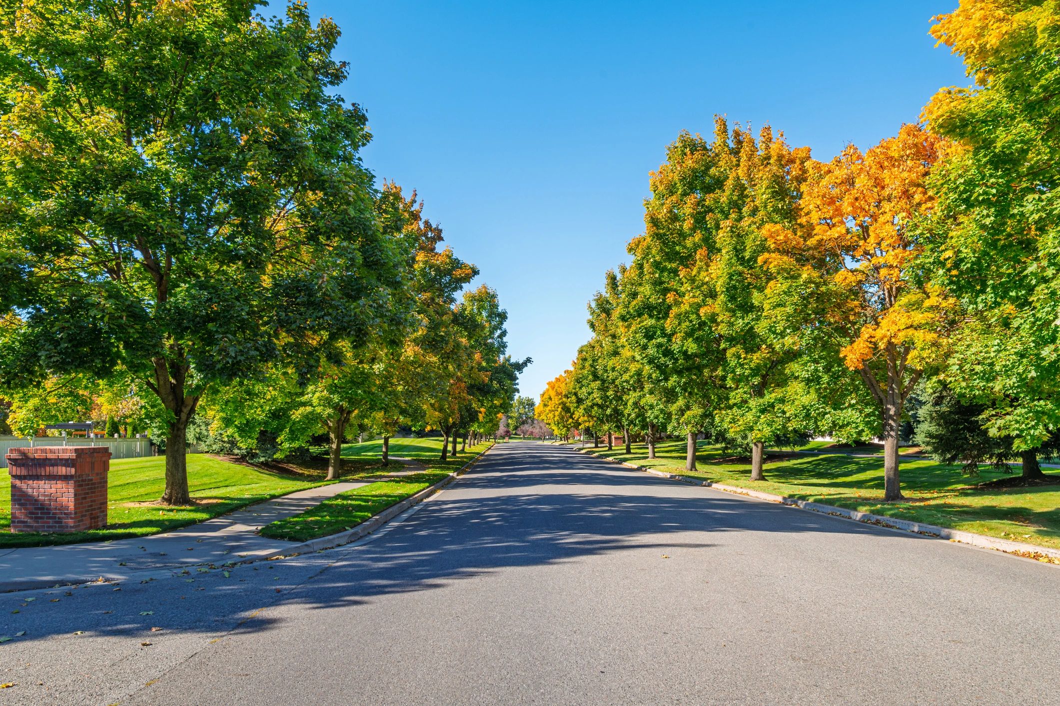 Tree-lined suburban street in autumn
